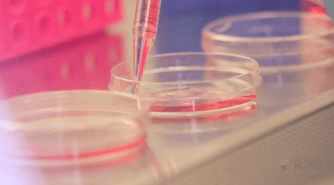 Photo: Lab experiment, pink liquid, dishes, dropper